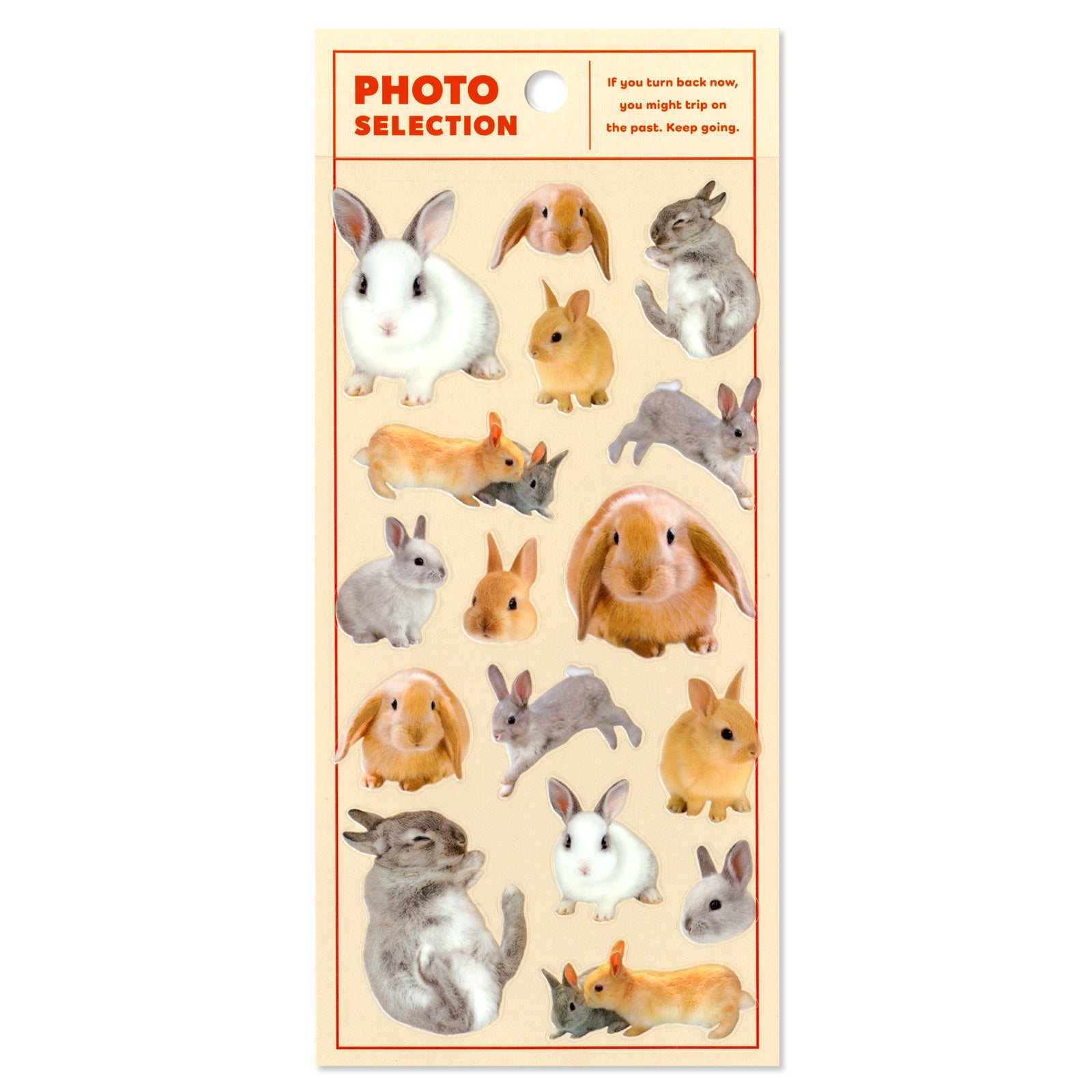 フォトセレクション　ウサギ